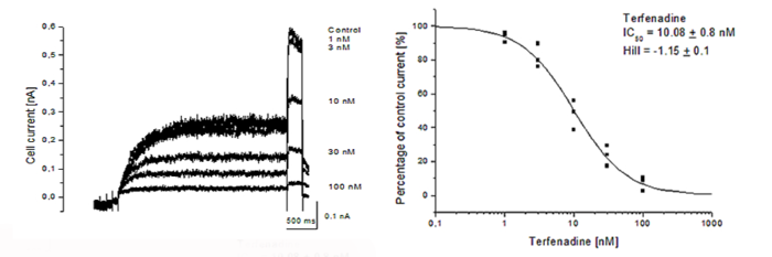 Terfenadine effect on hERG channel currents in CHO cells