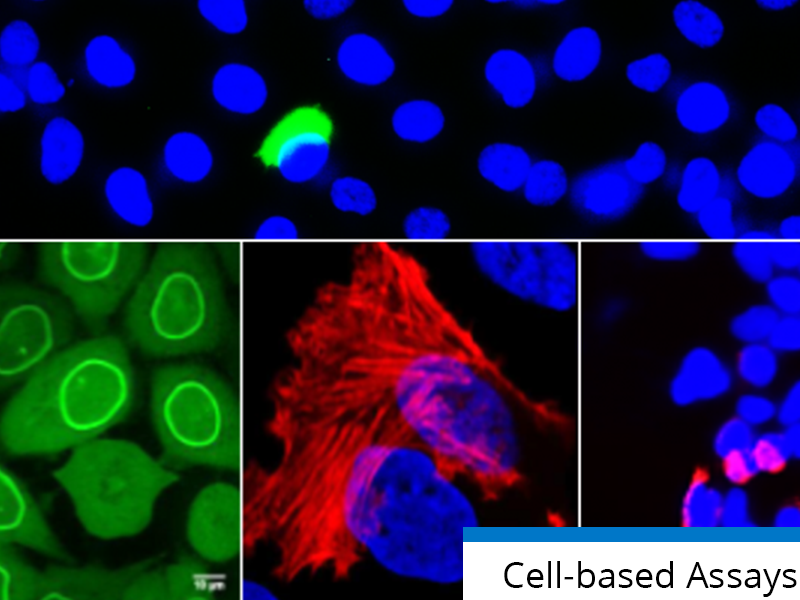 Cell-based Assays | NMI TT Pharmaservices
