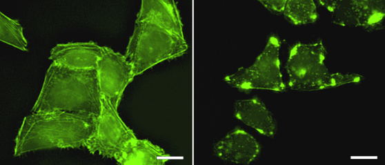 Chromobody® Cell Lines | NMI TT Pharmaservices