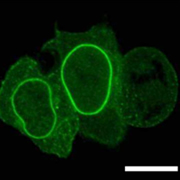Chromobody® Cell Lines | NMI TT Pharmaservices