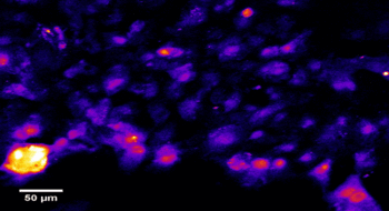 Live Cell Imaging | NMI TT Pharmaservices